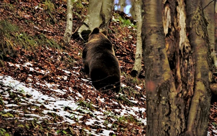 urs foto parcul natural gradistea muncelului cioclovina