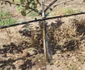 ferma de la darvari-mehedinti FOTO Corina Macavei