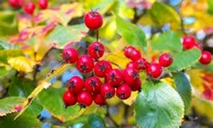 paducelul jpgmages jpeg