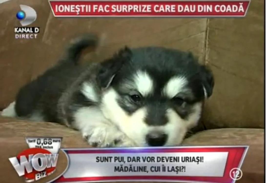 catel
