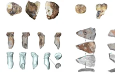 Arheologii au descoperit doi dinți și trei fragmente osoase de la denisovani în peștera Bianfu din China