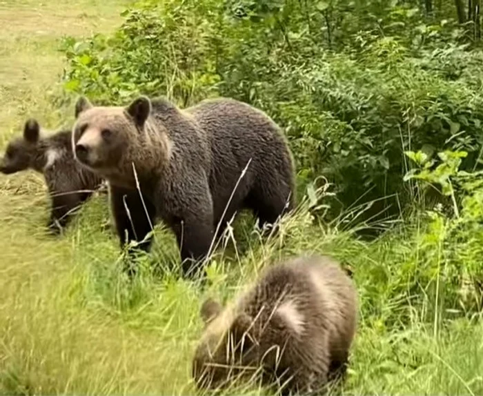 
    Ursoaica și puii ei căutau hrană printre gunoaiele aruncate de turiștiFotografii: Instagram/Delia  