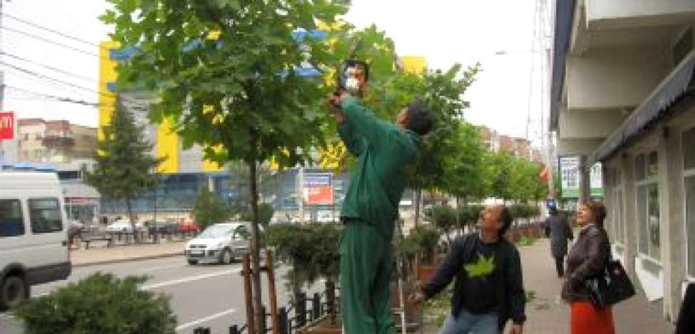 Neamţ: Platanii din Piatra Neamţ curăţaţi pentru toamnă