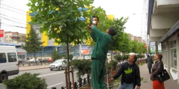 Neamţ: Platanii din Piatra Neamţ curăţaţi pentru toamnă