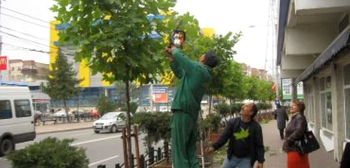 Neamţ: Platanii din Piatra Neamţ curăţaţi pentru toamnă