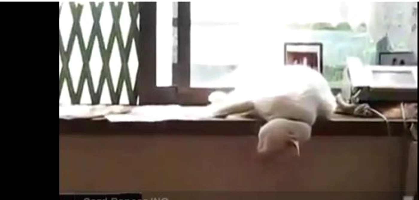 Ce păţeşte o pisică după ce adoarme pe birou