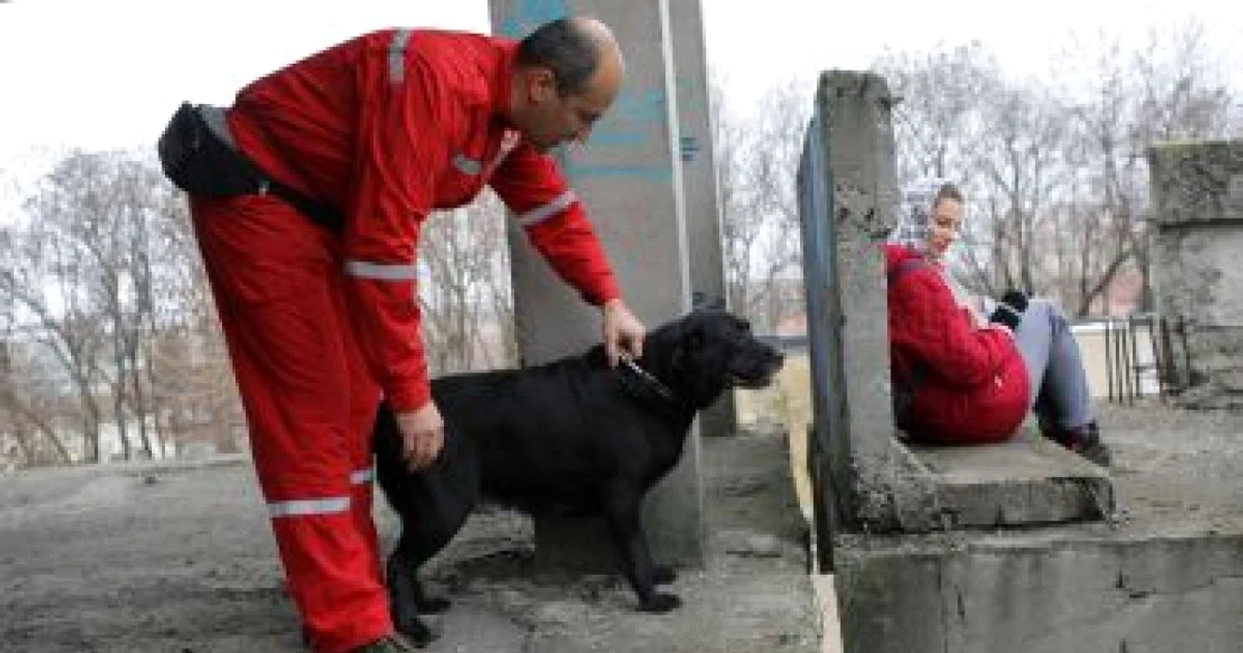 Labradorul Kapa a fost antrenat să găsească şi să salveze victimele dezastrelor