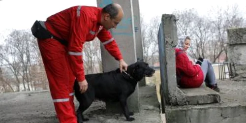 Labradorul Kapa a fost antrenat să găsească şi să salveze victimele dezastrelor