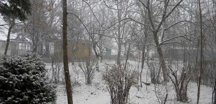 Luni dimineaţă ningea puternic la Ploieşti. FOTO: Dana Mihai