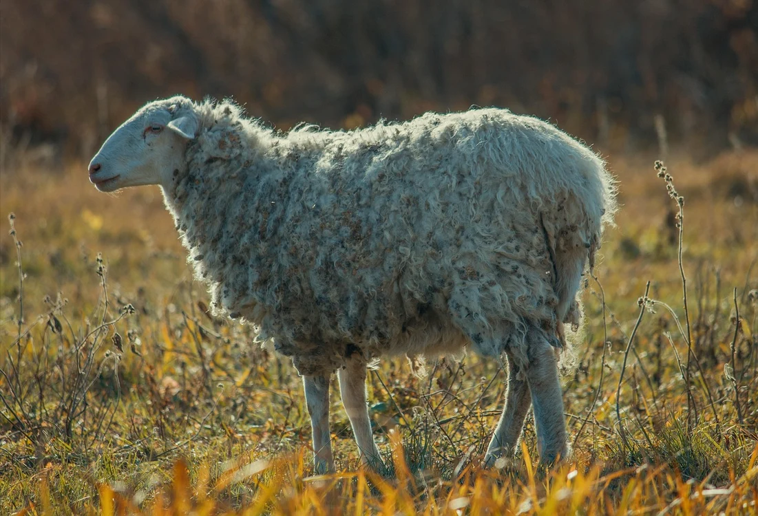 Îngrijitorul de animale câștiga bine / foto: Pixabay