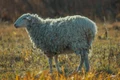sheep 3792250 1280 jpg