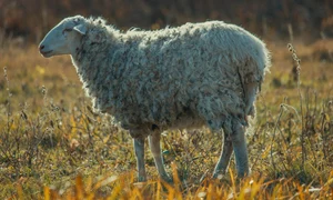 sheep 3792250 1280 jpg