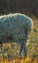 sheep 3792250 1280 jpg