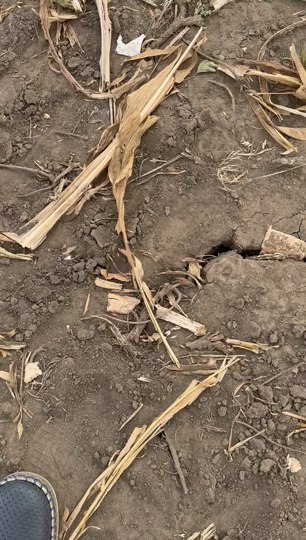 Dobrogea a fost distrusă de secetă: lipsa ploilor timp de patru luni a ars culturile pe pământul crăpat.