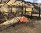 Urmele incendiului provocat de interlopi la Tecuci FOTO Sandu Oprea