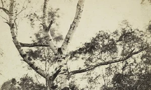 Constant Alexandre Famin   Study of a Birch Tree, Barbizon   1994 93   Cleveland Museum of Art tif jpg