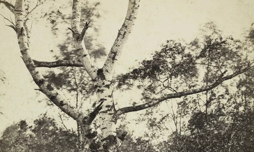 Constant Alexandre Famin   Study of a Birch Tree, Barbizon   1994 93   Cleveland Museum of Art tif jpg