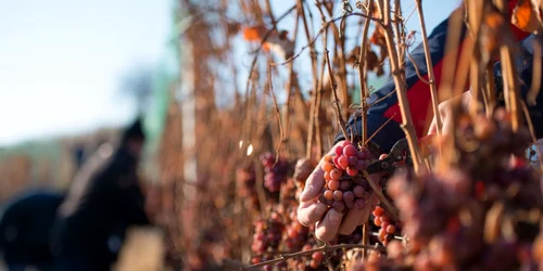 icewine tarnave