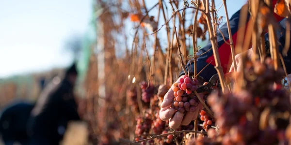 icewine tarnave