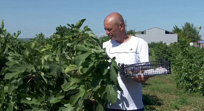Valentin Badea a ajuns în al treilea an de producție. FOTO Iulian Bunilă