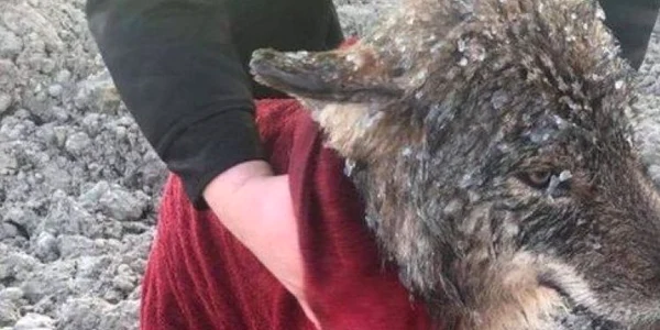 Lup salvat de muncitori estonieni FOTO BBC