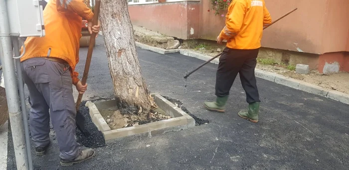 copac asfaltat la Suceava