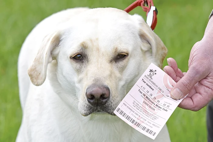 Căţelul Ruby a găsit biletul pierdutFoto: Guliver/Splashnews