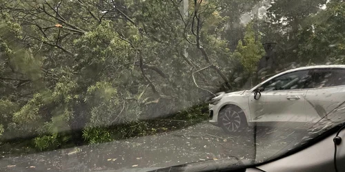 copac cazut muzeu antipa FOTO FB INFO TRAFIC BUCURESTI   ILFOV jpg