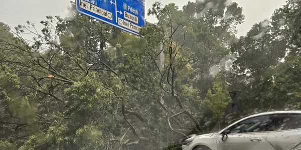 copac cazut muzeu antipa FOTO FB INFO TRAFIC BUCURESTI   ILFOV jpg