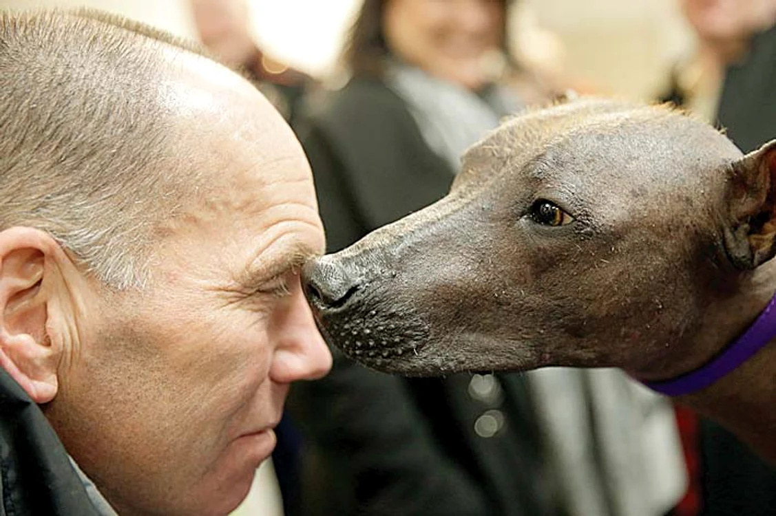 Îţi înţeleg suferinţa, cheliosule!