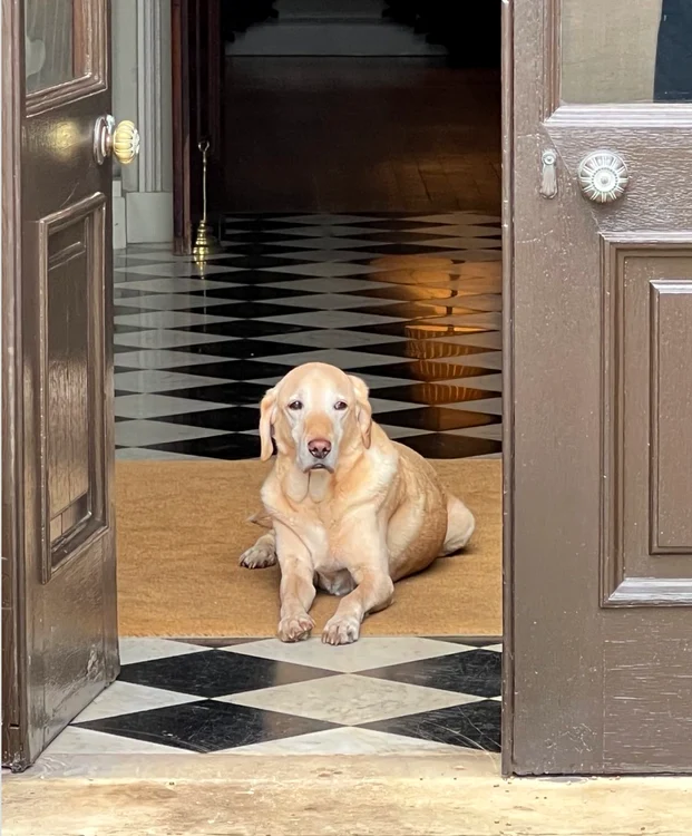 Doggy Charles Spencer PNG