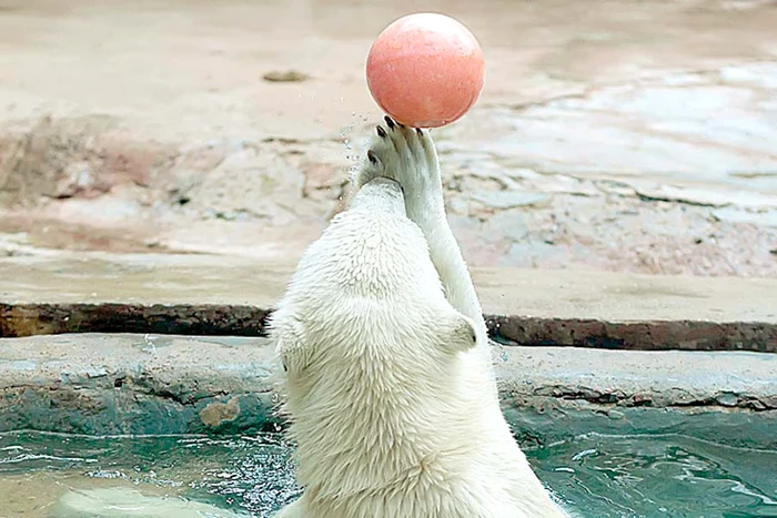 Gâdilă leul în talpă! Fotografii: guliver/rexfeatures;photoland/caters;hepta)