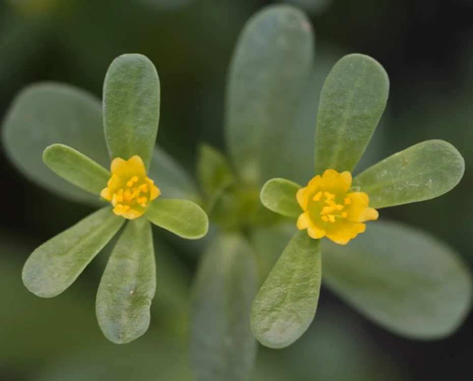 Portulaca „Iarba grasă” cu frunze și flori. Sursă foto: brgv.ro