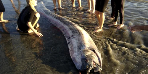 Şarpe de mare gigant.