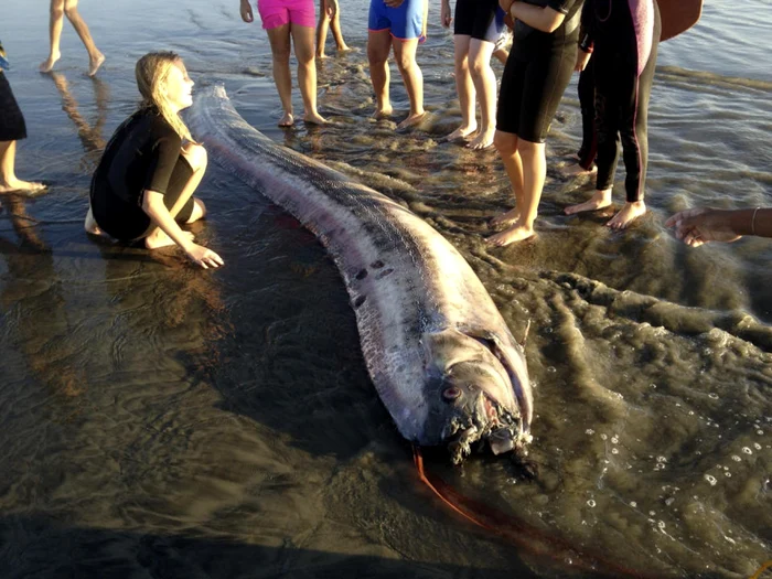 Şarpele de mare descoperit lângă o plajă din California de Sud FOTO Reuters