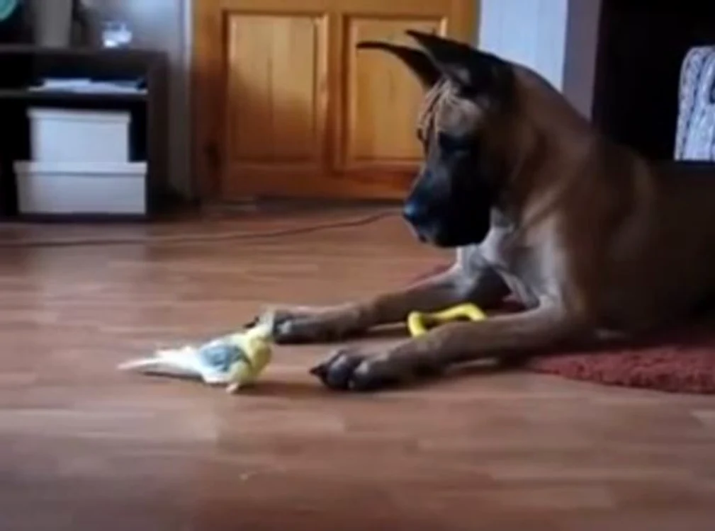 
    Un papagal se confruntă cu un dog german. Cine iese învingător?Foto: Captură Youtube  