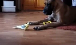 caine jpeg
