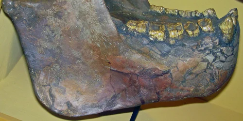 Gigantopithecus mandible jpg