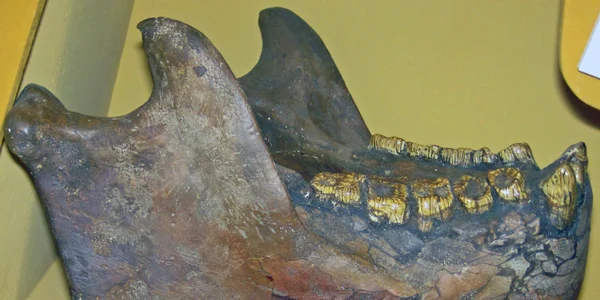 Gigantopithecus mandible jpg