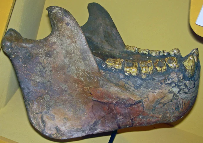 Mandibulă de Gigantopithecus FOTO wikipedia