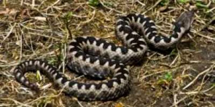 Un copil a fost muşcat de o viperă în Retezat