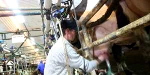 Angajaţii vor avea grijă de animale şi vor curăţa grajdurile (foto arhivă)