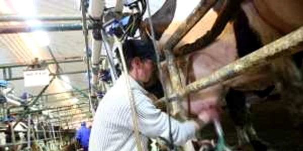 Angajaţii vor avea grijă de animale şi vor curăţa grajdurile (foto arhivă)