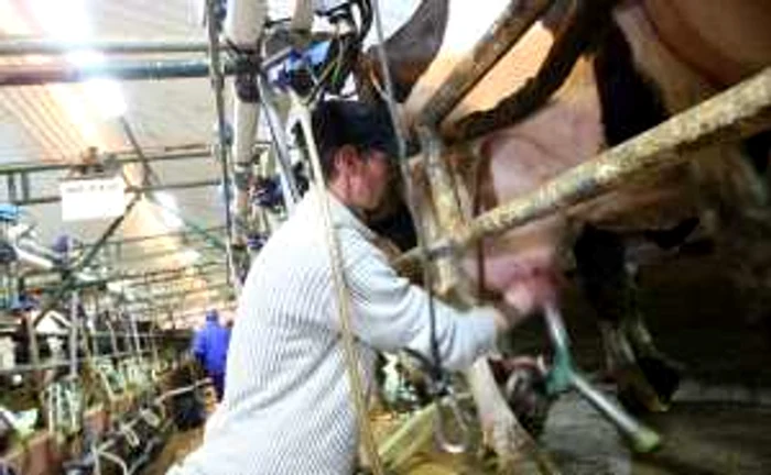 Angajaţii vor avea grijă de animale şi vor curăţa grajdurile (foto arhivă)