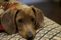 dog 847048 1280 jpg