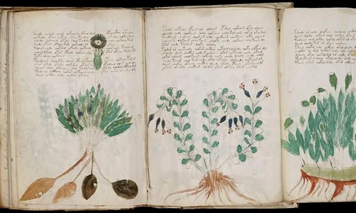 Noi pași spre descifrarea celui mai misterios manuscris din lume jpeg