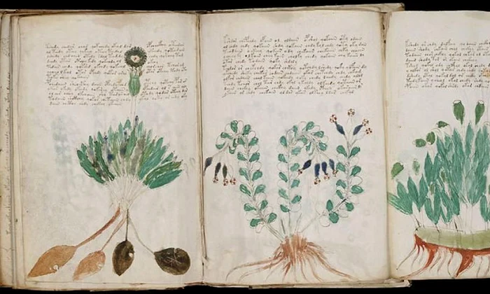 Noi pași spre descifrarea celui mai misterios manuscris din lume jpeg