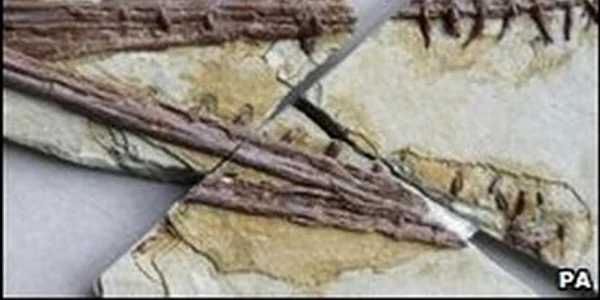 O nouă reptilă preistorică, descoperită în China