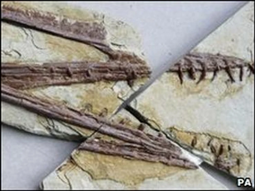 O nouă reptilă preistorică, descoperită în China