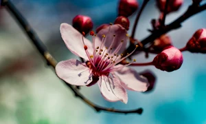 spring 4999205 1280 jpg